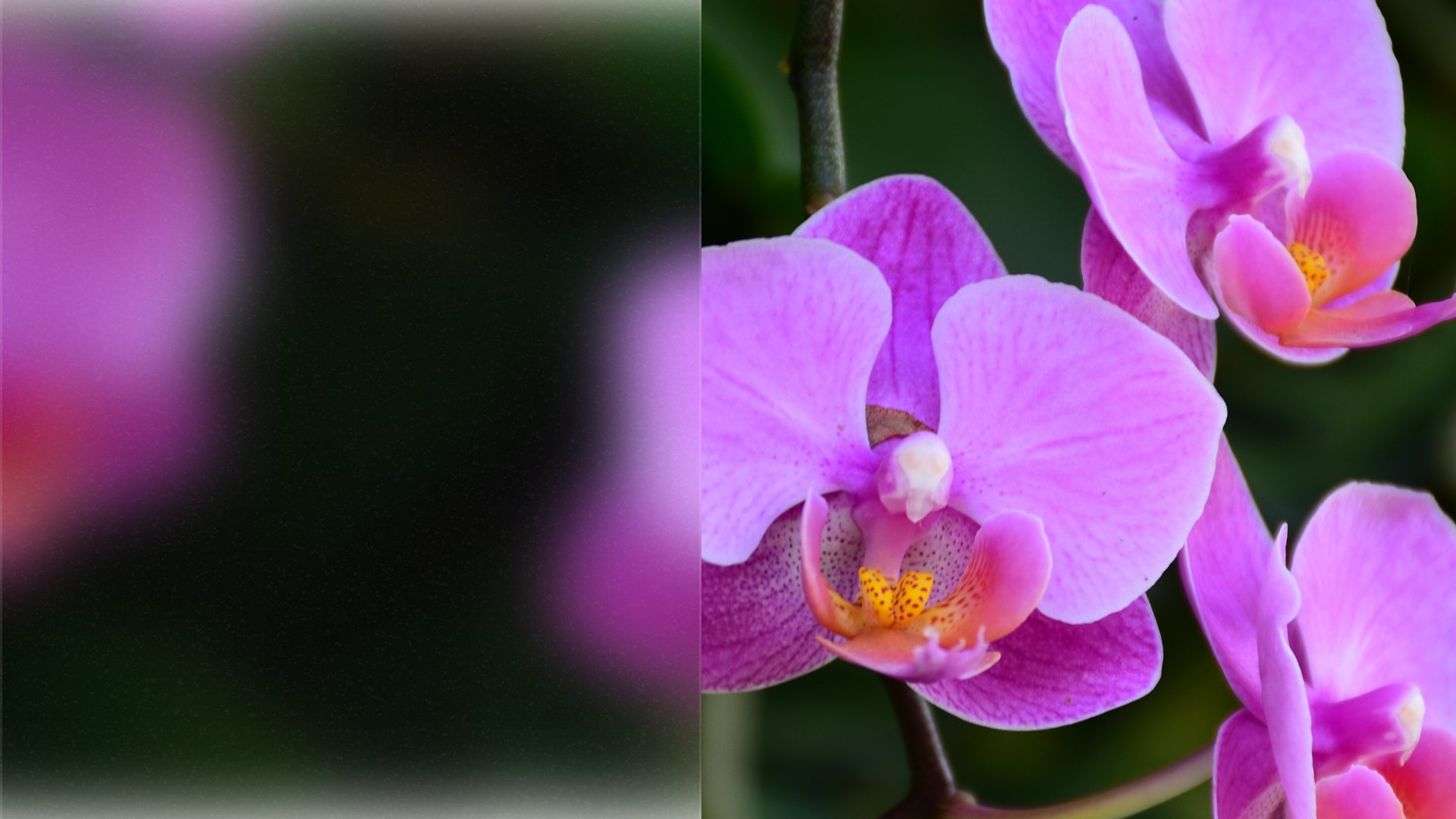 Bringing the Beauty of Orchids Into Your Life