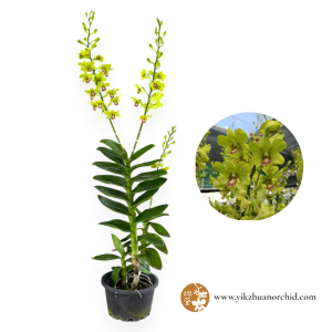 Dendrobium Burana Jade