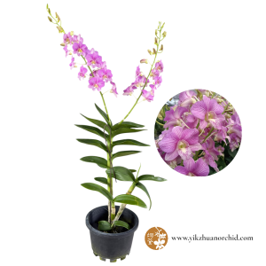 Dendrobium Candy Stripe