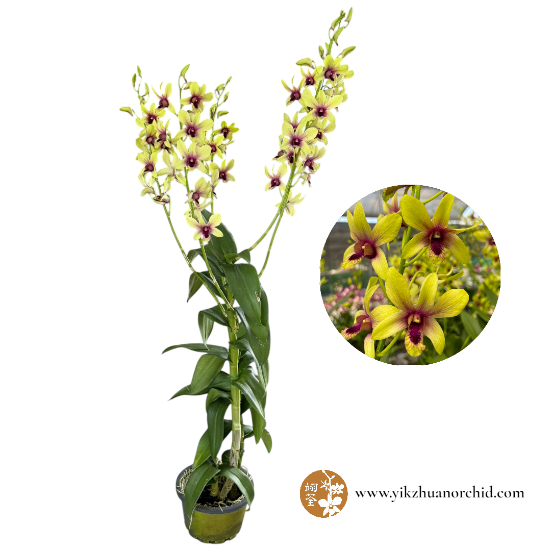Dendrobium Chang Airport