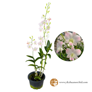 Dendrobium Cinta Sweet Pink