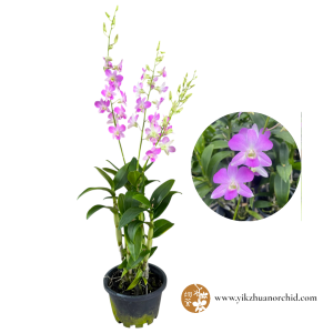 Dendrobium Deep Pink