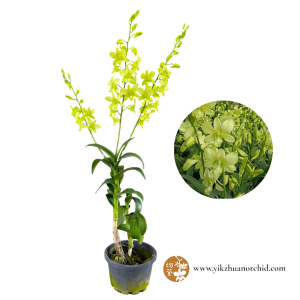 Dendrobium Lemon Green
