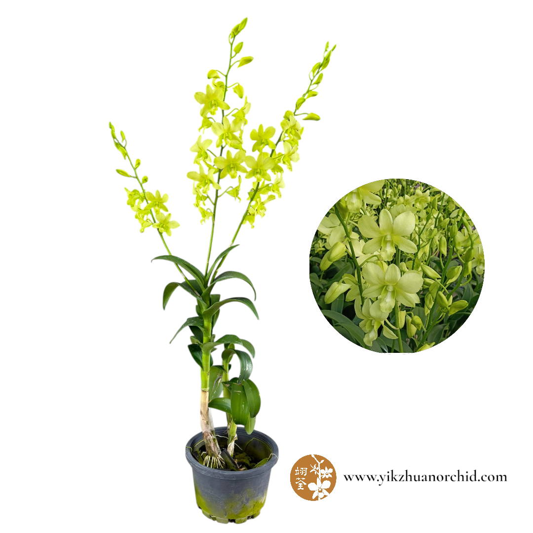 Dendrobium Lemon Green Dendrobium Lemon Green