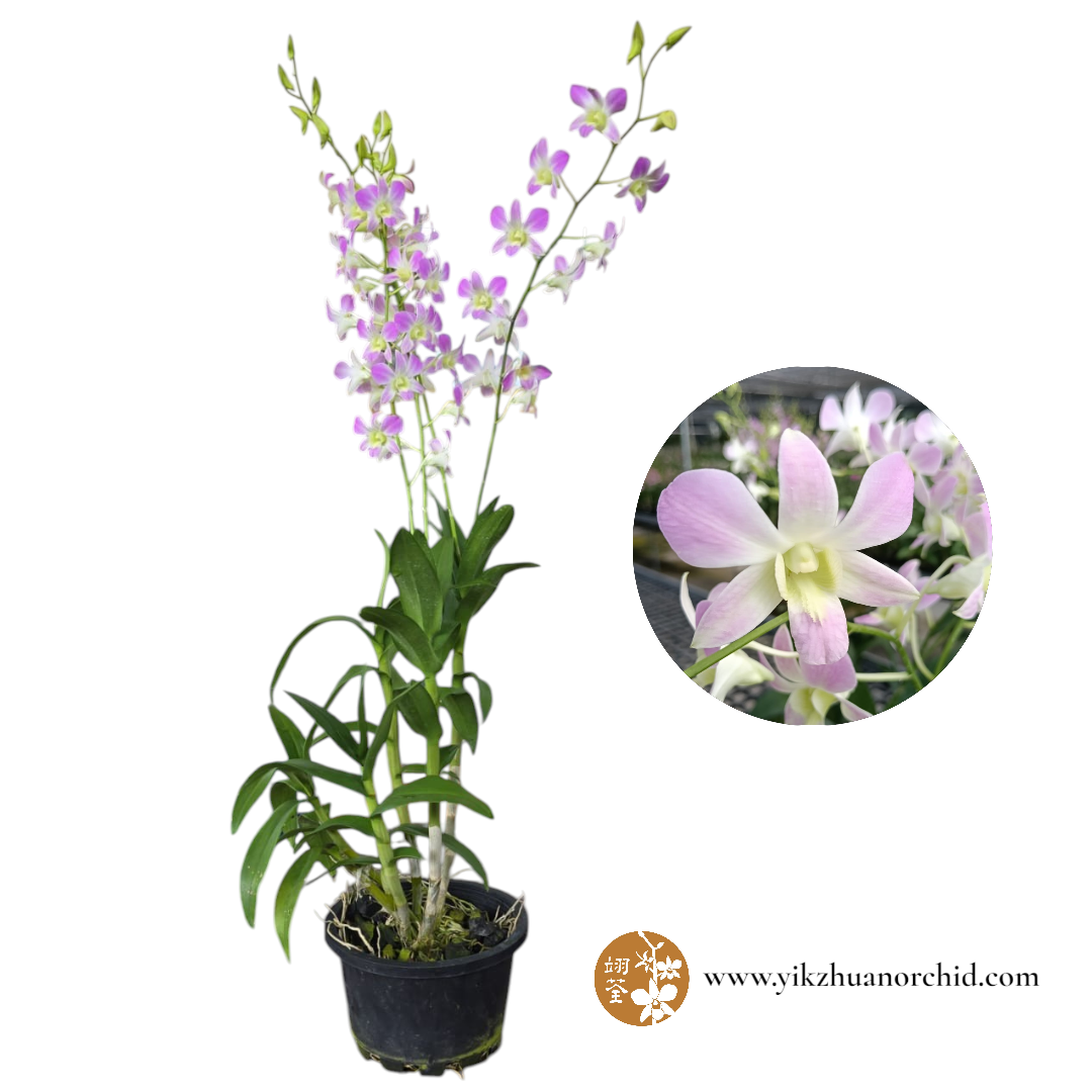 Dendrobium Lucian Pink Dendrobium Lucian Pink