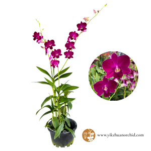 Dendrobium Redbull