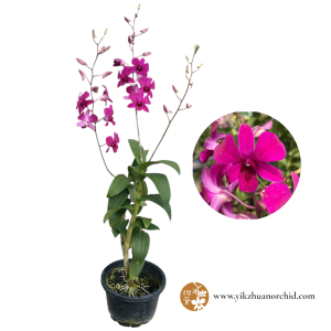 Dendrobium Tay Swee Keng