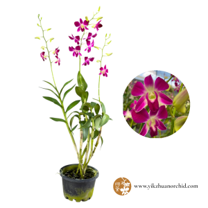 Dendrobium Sonia Bom