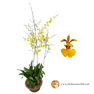 Oncidium