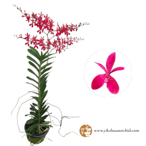 Renanthera Kalsom Red
