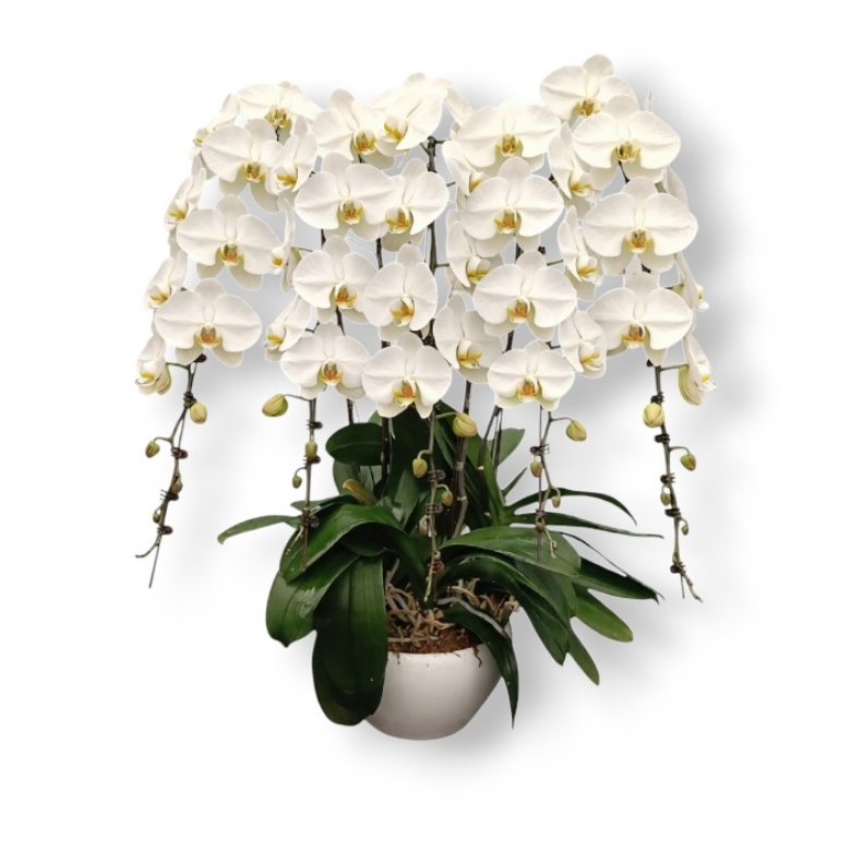 arrangements (11) arrangements (11)