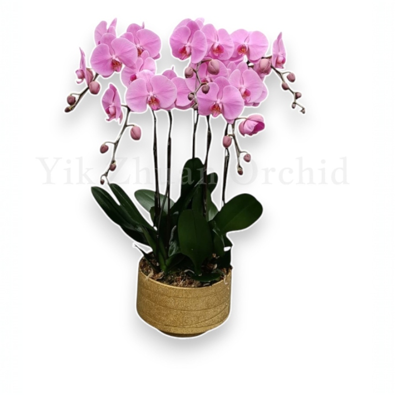 arrangements (12)