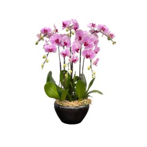 6in1 Honey Pink