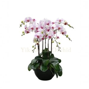 7in1 Light Pink