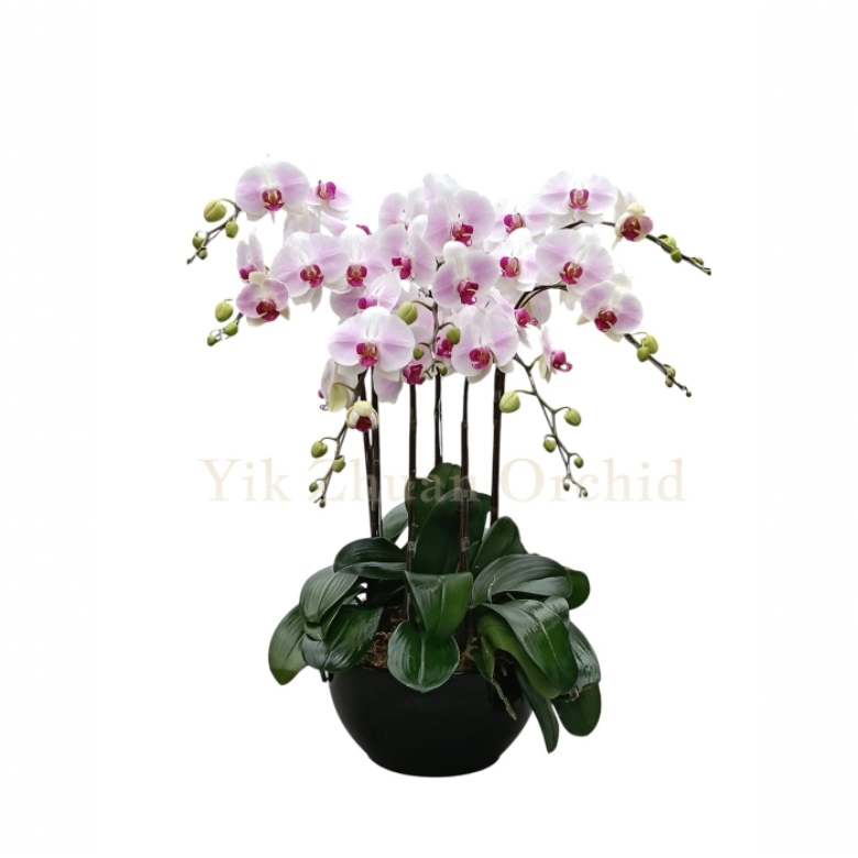 arrangements (20) arrangements (20)