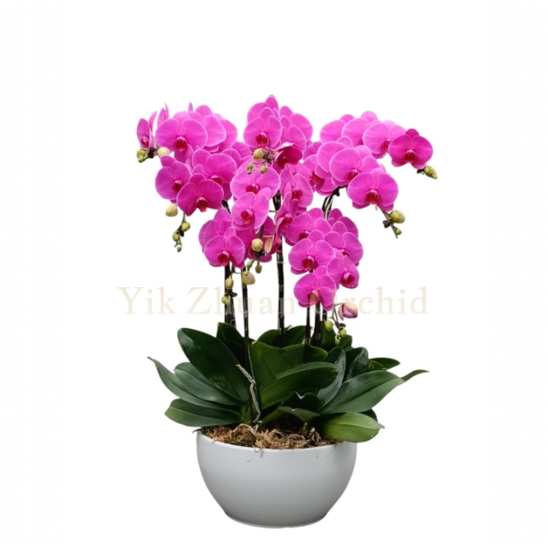arrangements (22) arrangements (22)
