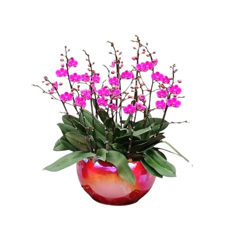 arrangements (23) arrangements (23)