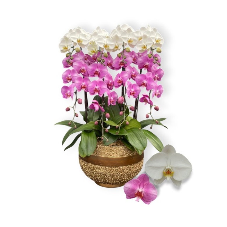 arrangements (24) arrangements (24)