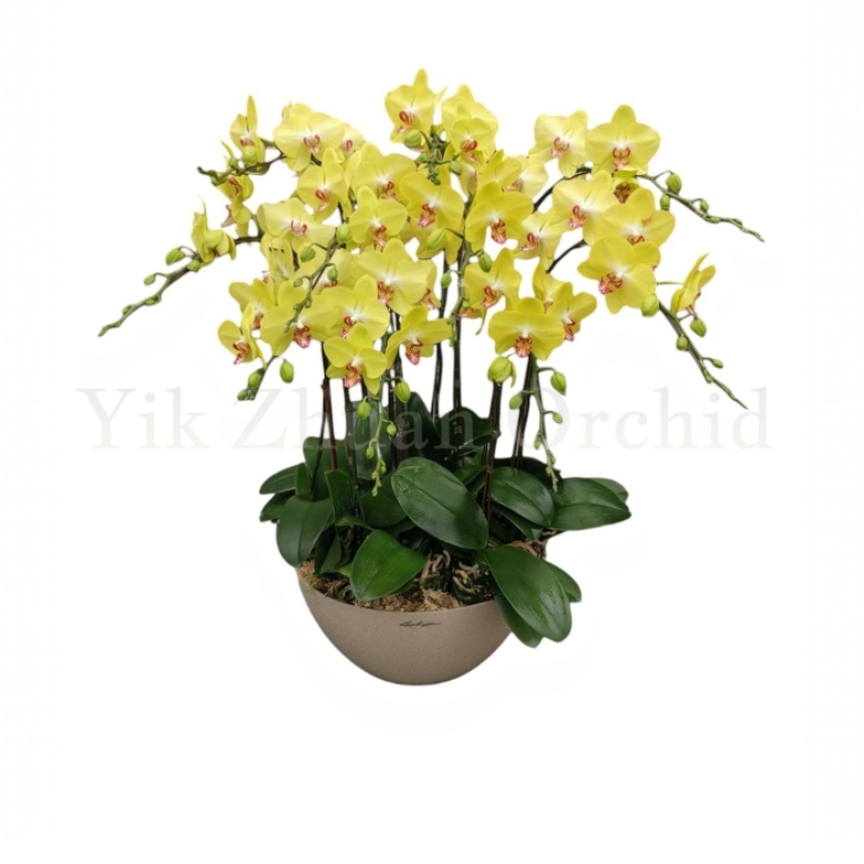 arrangements (29) arrangements (29)