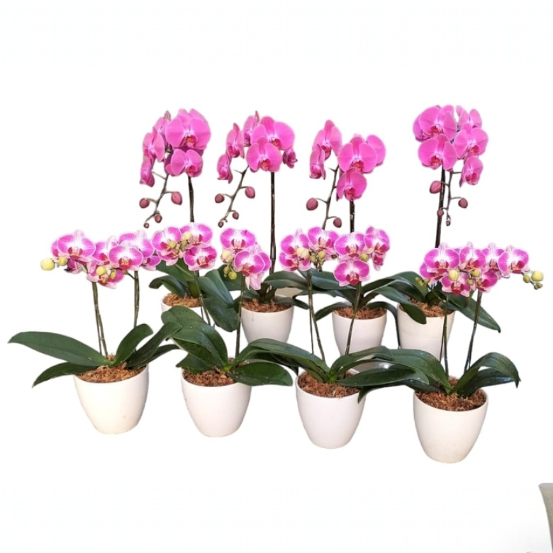 arrangements (3)