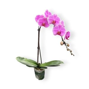 Phalaeopsis Ocean Pink