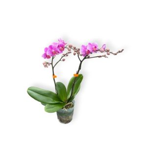 Phalaeopsis Mini Pink