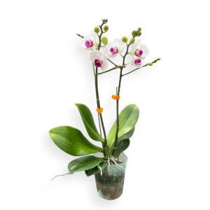 Phalaeopsis Mini white red lip