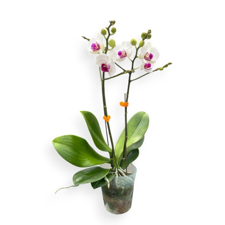arrangements (37)