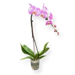 Phalaeopsis White Pink