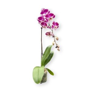 Phalaenopsis Panda