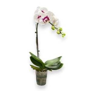 Phalaenopsis White red dot