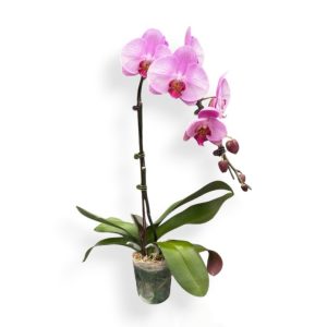 PhalaenopsisPink