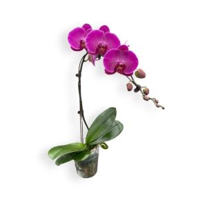 Phalaenopsis Red Apple