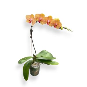 Phalaenopsis KV Beauty