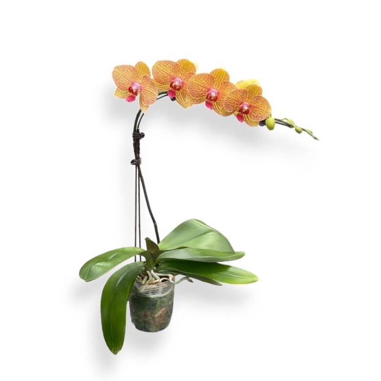 arrangements (43)