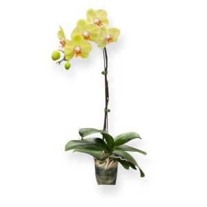 Phalaenopsis Lemon Green