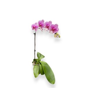 Phalaenopsis Spotted pink