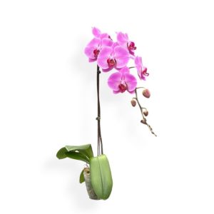 Phalaenopsis Pink
