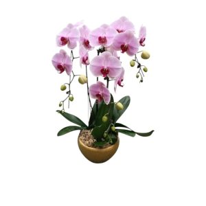 3in1 Honey Pink