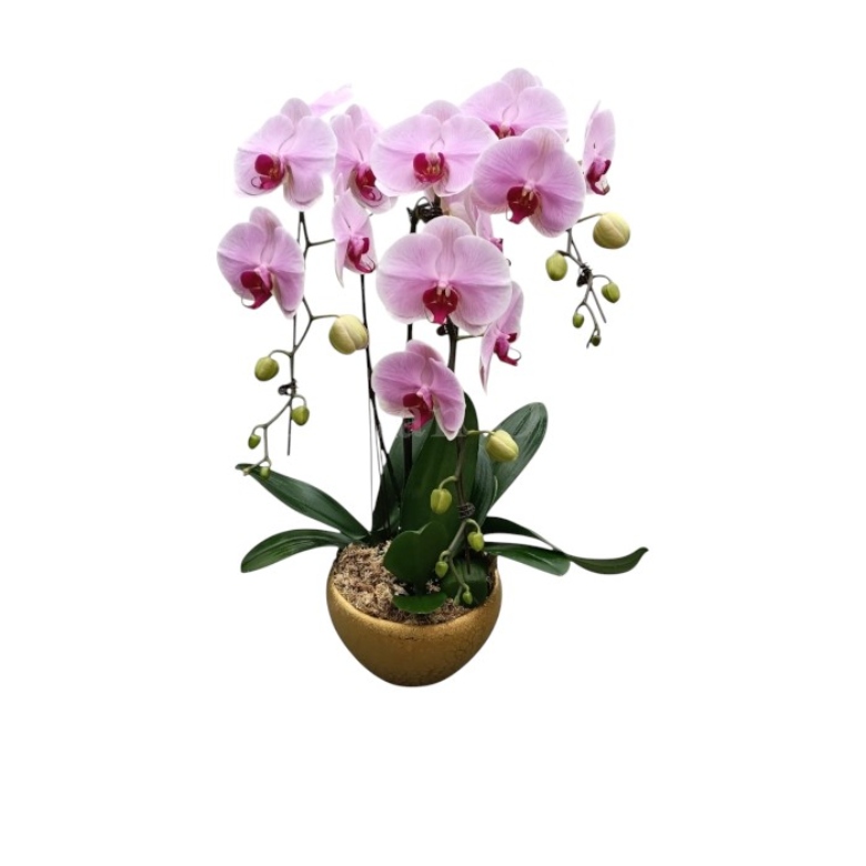 arrangements (5)