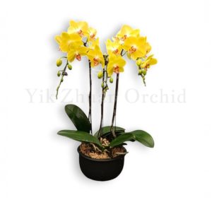 3in1 Yellow