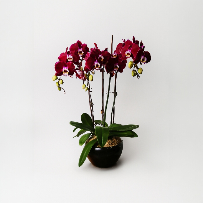 arrangements (8) arrangements (8)