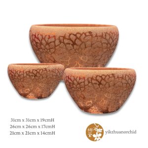 Champagne Golden Lotus Pattern