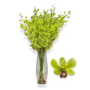 Cut Dend Burana Jade
