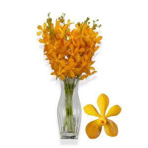Cut Mokara Orange