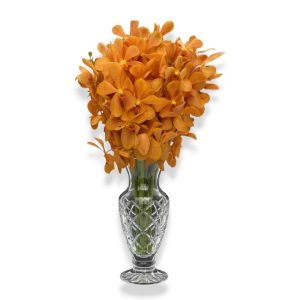 Cut Mokara Orange