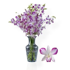 Cut Dendrobium Sonia Pink Edge