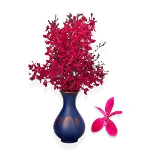 Cut Renanthera Red Ajima