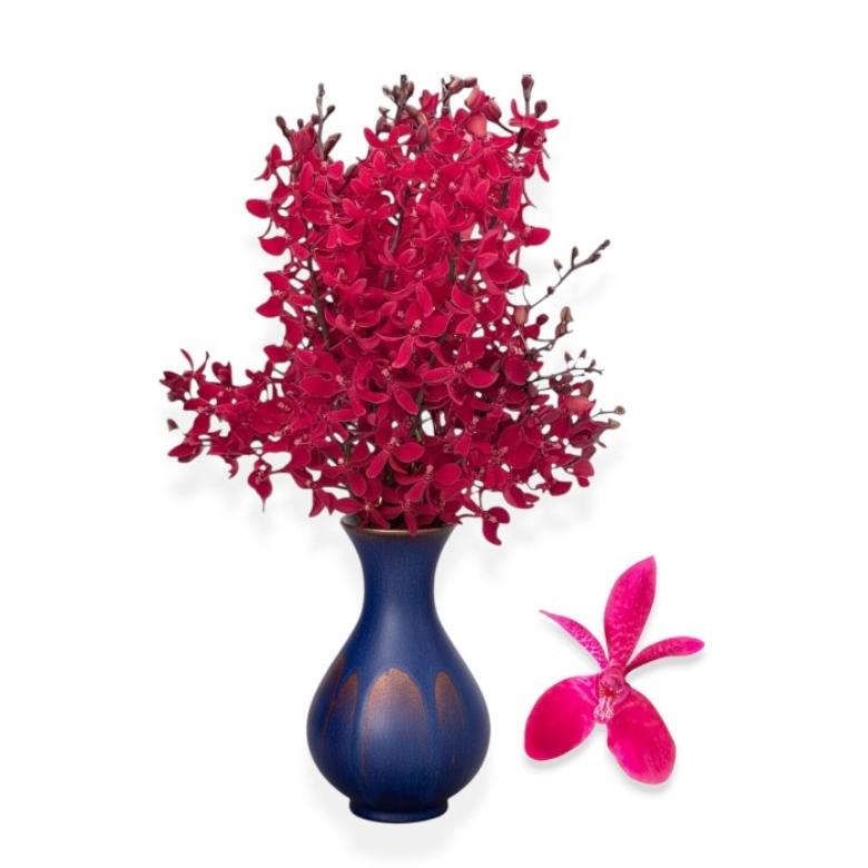 orchids (14)