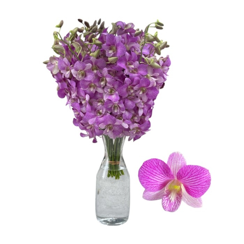 orchids (2) orchids (2)